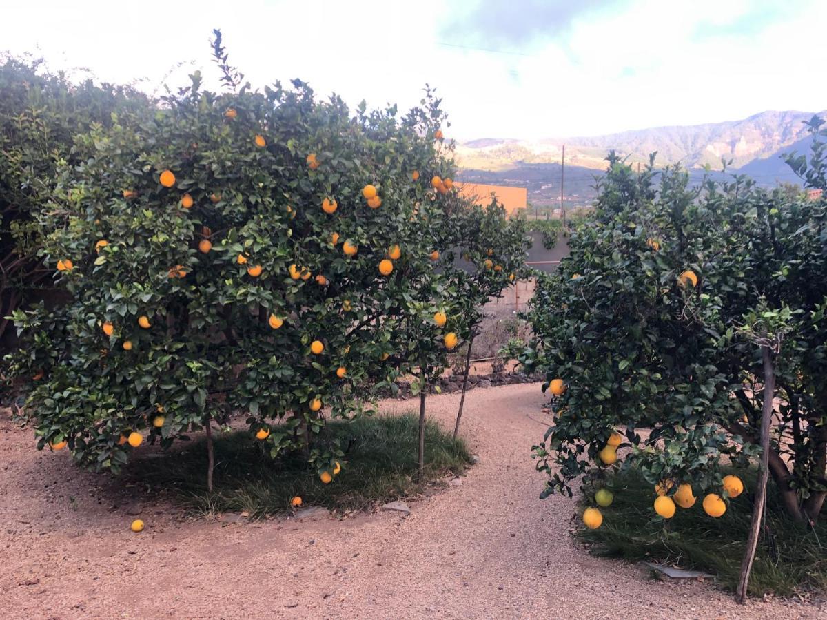 Afrikan Krisant Tenerife, Casa Rural Ecologica Arafo Ngoại thất bức ảnh