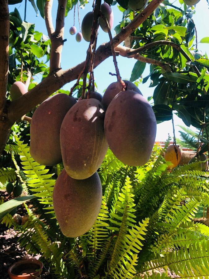 Afrikan Krisant Tenerife, Casa Rural Ecologica Arafo Ngoại thất bức ảnh