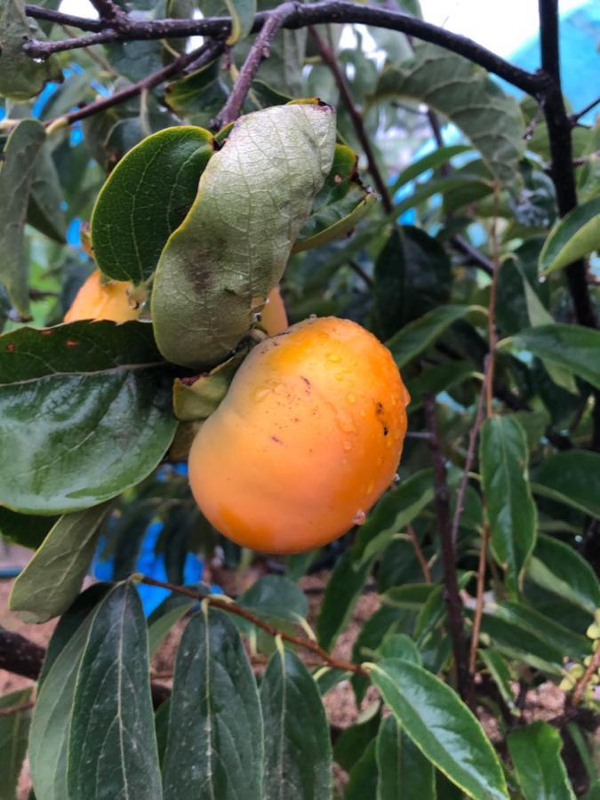Afrikan Krisant Tenerife, Casa Rural Ecologica Arafo Ngoại thất bức ảnh