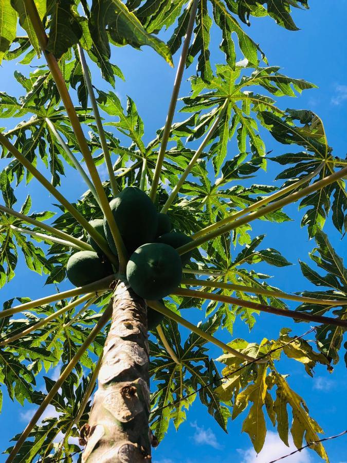 Afrikan Krisant Tenerife, Casa Rural Ecologica Arafo Ngoại thất bức ảnh