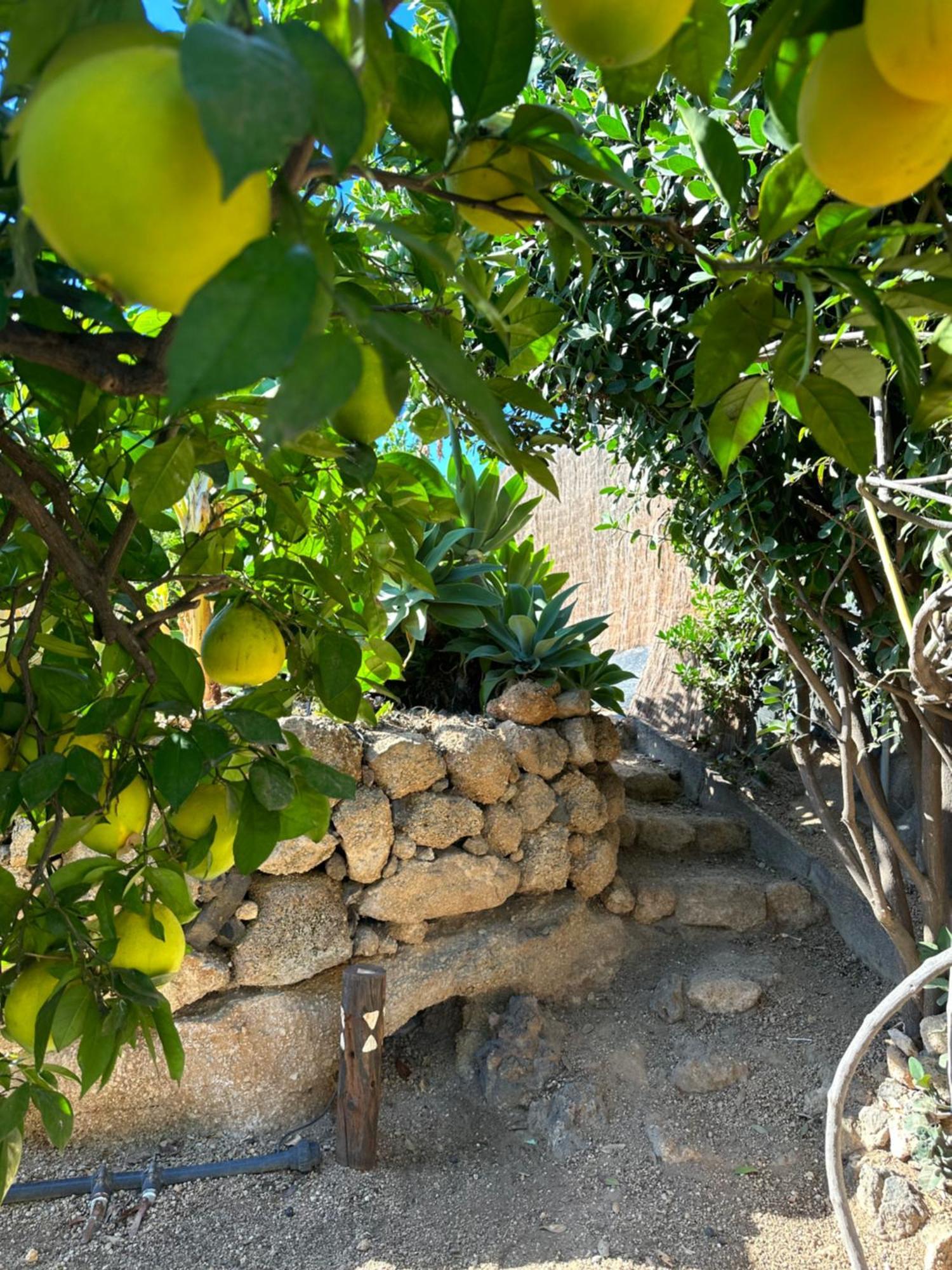 Afrikan Krisant Tenerife, Casa Rural Ecologica Arafo Ngoại thất bức ảnh
