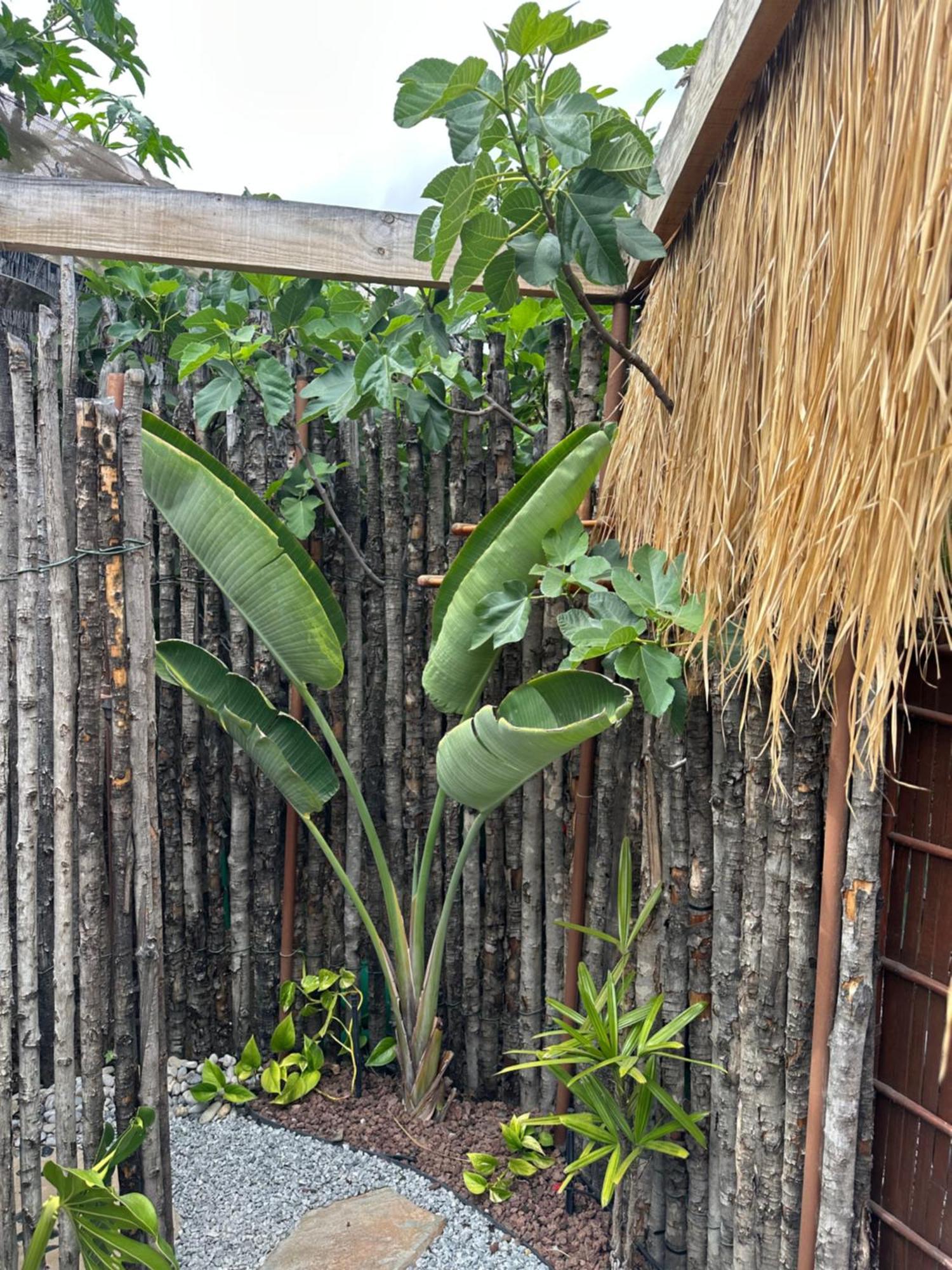 Afrikan Krisant Tenerife, Casa Rural Ecologica Arafo Ngoại thất bức ảnh
